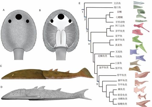 科學研究發現4.1億年前九尾狐甲魚及其特征